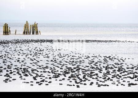 Culla eurasiatica (Fulica atra ssp. Atra), Germania (Meclemburgo-Vorpommern). Enorme gregge con aquila di mare dalla coda bianca sullo sfondo. Foto Stock