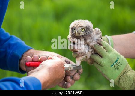 Piccolo gufo (Athene noctua noctua), pulcino in Germania (Baden-Württemberg). Nascente durante la sessione di suoneria. Foto Stock