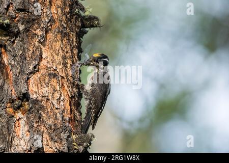 Picchio a tre dita - Dreizehenspecht - Picoides tridactylus ssp. Tridactylus, Russia, adulto, maschio Foto Stock