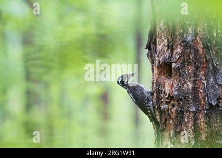 Picchio a tre dita - Dreizehenspecht - Picoides tridactylus ssp. Tridactylus, Russia, adulto, maschio Foto Stock