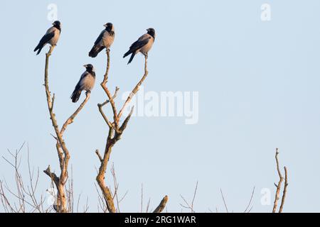 Corvo con cappuccio (Corvus cornix ssp. Cornix) Germania nella neve Foto Stock