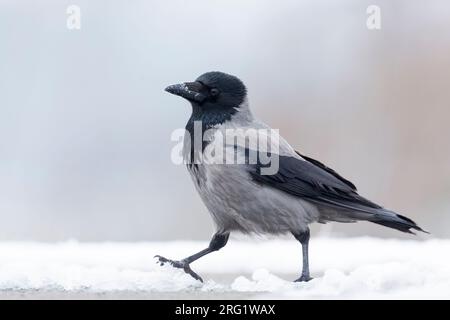 Corvo con cappuccio (Corvus cornix ssp. Cornix) Germania nella neve Foto Stock