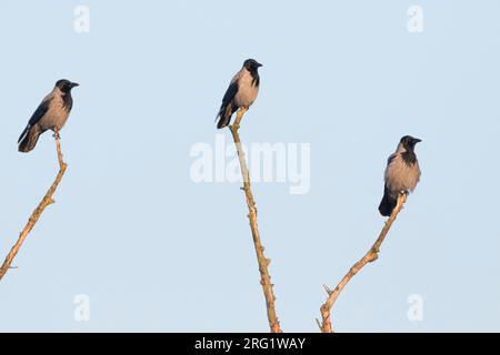 Corvo con cappuccio (Corvus cornix ssp. Cornix) Germania nella neve Foto Stock