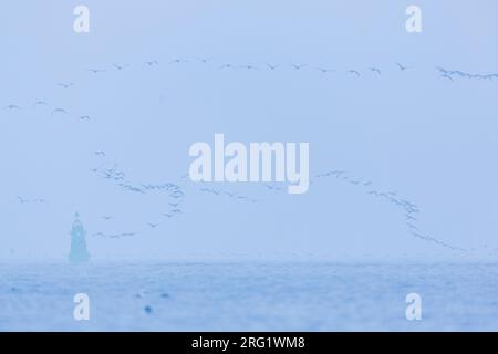 Grande cormorano comune (Phalacrocorax carbo ssp. Sinensis), gruppo tedesco che sorvola il Mar Baltico Foto Stock