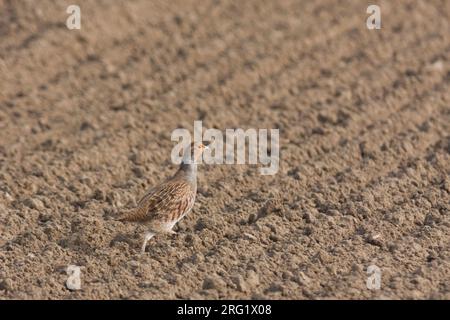 Grigia Partridge - Rebhuhn - Perdix perdix ssp. perdix, Germania, maschio adulto Foto Stock