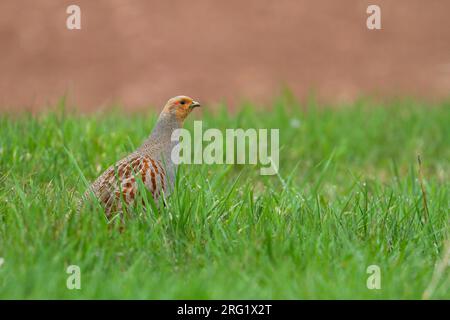 Grigia Partridge - Rebhuhn - Perdix perdix ssp. perdix, Germania, maschio adulto Foto Stock