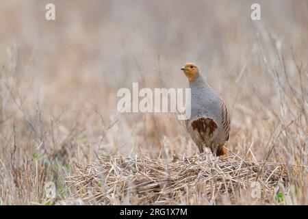 Grigia Partridge - Rebhuhn - Perdix perdix ssp. perdix, Germania, maschio adulto Foto Stock