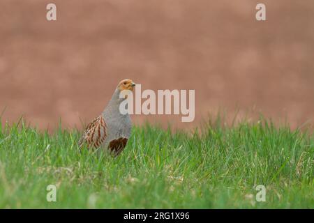 Grigia Partridge - Rebhuhn - Perdix perdix ssp. perdix, Germania, maschio adulto Foto Stock