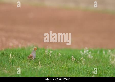 Grigia Partridge - Rebhuhn - Perdix perdix ssp. perdix, Germania, maschio adulto Foto Stock