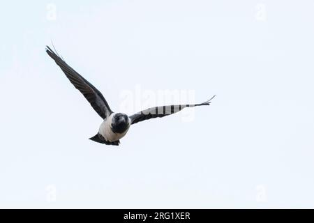 Jackdaw Daurian - Corvus dauuricus - Elsterdohle, Russia (Baikal), adulto Foto Stock
