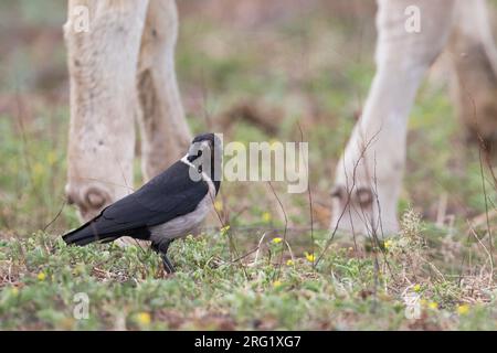 Jackdaw Daurian - Corvus dauuricus - Elsterdohle, Russia (Baikal), adulto Foto Stock
