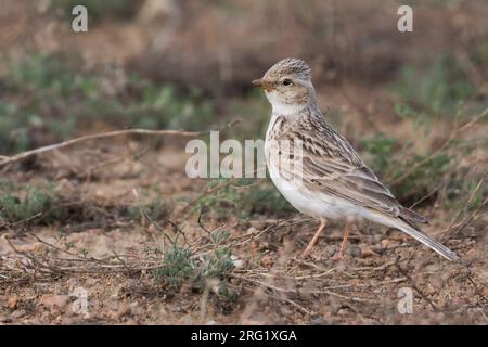 Lark asiatico piccolo a punta corta (Alaudala rufescens cheelensis), Russia (Baikal), adulto. Foto Stock