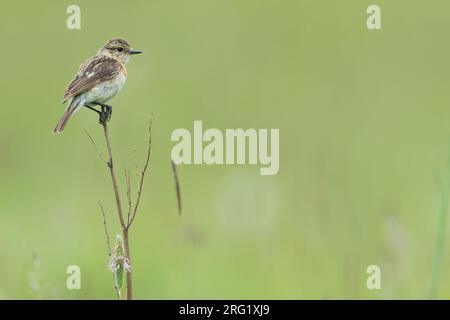 Stonechat siberiana, Saxicola maurus, Russia (Baikal), donna adulta. Foto Stock