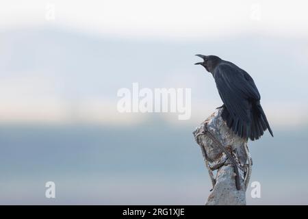 Corvo Carrion Orientale, Corvus corone orientalis, Russia (Baikal), adulti. Foto Stock