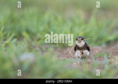 Eastern Sand Martin - Uferschwalbe - Riparia riparia ssp. Ijimae, Russia (Baikal), adulto Foto Stock