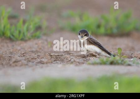 Eastern Sand Martin - Uferschwalbe - Riparia riparia ssp. Ijimae, Russia (Baikal), adulto Foto Stock