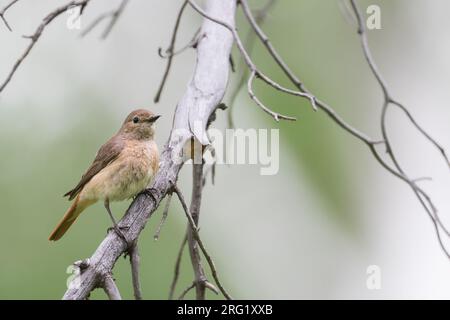 Redstart comune - Gartenrotschwanz - Phoenicurus phoenicurus ssp. Phoenicurus, Russia (Oblast Irkutsk), femmina adulta Foto Stock
