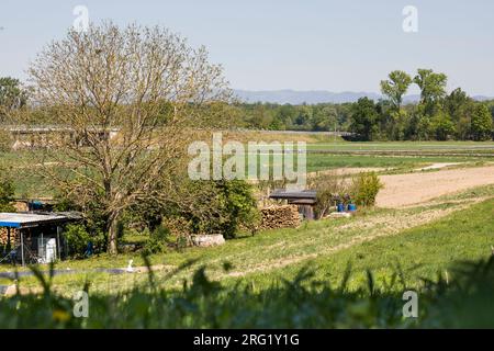 Comune di Kestrel - falca turca - Falco tinnunculus ssp. Tinnunculus, Germania (Baden-Württemberg), sito di riproduzione Foto Stock