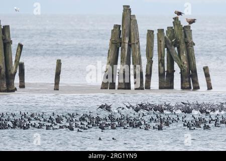 Eurasian Coot - Blässhuhn - Fulica atra ssp. atra, Germania Foto Stock