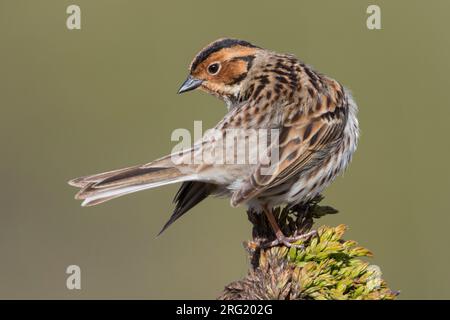 Poco Buntint - Zwergammer - Emberiza pusilla, Russia Foto Stock