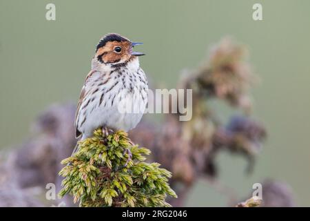 Poco Buntint - Zwergammer - Emberiza pusilla, Russia Foto Stock