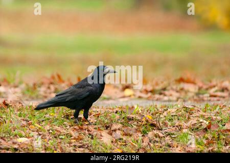 Roek, Rook, Corvus frugilegus ssp. frugilegus, Germania, per adulti Foto Stock