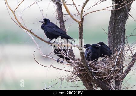 Roek, Rook, Corvus frugilegus ssp. frugilegus, Germania, per adulti e bambini Foto Stock