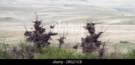 Roek, Rook, Corvus frugilegus ssp. frugilegus, Germania, Colonia Foto Stock