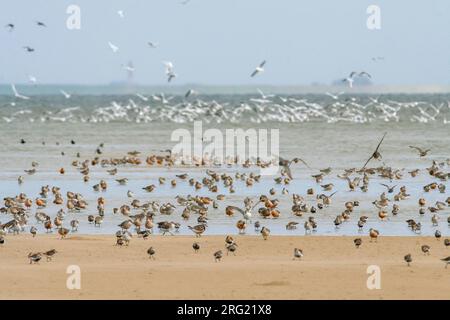 Dunlin - Alpenstrandläufer - Calidris alpina, Germania, con il nodo di rosso Foto Stock