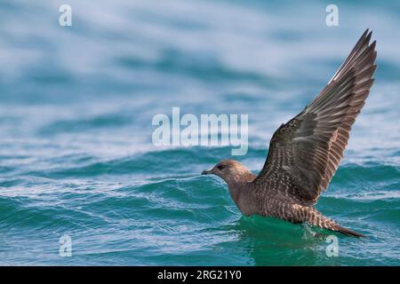 Kleinste Jager, Long-tailed Jaeger, Stercorarius longicaudus, Germania, 1cy Foto Stock