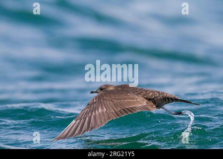 Kleinste Jager, Long-tailed Jaeger, Stercorarius longicaudus, Germania, 1cy Foto Stock