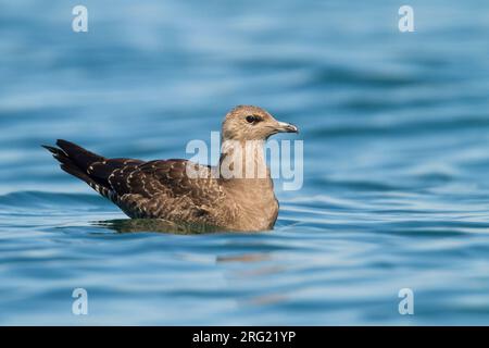 Kleinste Jager, Long-tailed Jaeger, Stercorarius longicaudus, Germania, 1cy Foto Stock