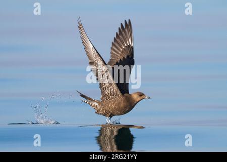 Kleinste Jager, Long-tailed Jaeger, Stercorarius longicaudus, Germania, 1cy Foto Stock