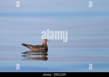 Kleinste Jager, Long-tailed Jaeger, Stercorarius longicaudus, Germania, 1cy Foto Stock