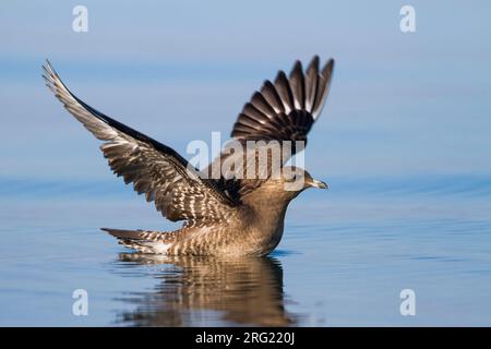 Kleinste Jager, Long-tailed Jaeger, Stercorarius longicaudus, Germania, 1cy Foto Stock