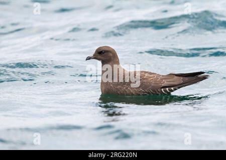 Kleinste Jager, Long-tailed Jaeger, Stercorarius longicaudus, Germania, 1cy Foto Stock