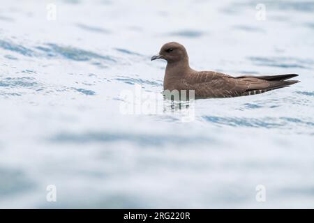 Kleinste Jager, Long-tailed Jaeger, Stercorarius longicaudus, Germania, 1cy Foto Stock