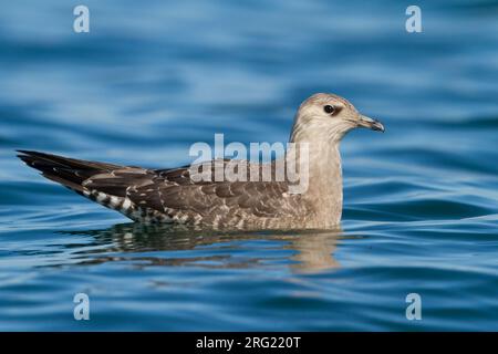 Kleinste Jager, Long-tailed Jaeger, Stercorarius longicaudus, Germania, 1cy Foto Stock