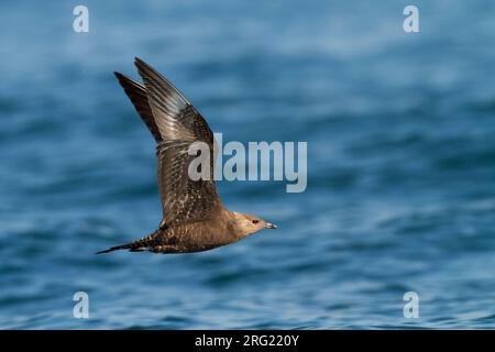 Kleinste Jager, Long-tailed Jaeger, Stercorarius longicaudus, Germania, 1cy Foto Stock