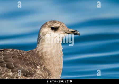 Kleinste Jager, Long-tailed Jaeger, Stercorarius longicaudus, Germania, 1cy Foto Stock