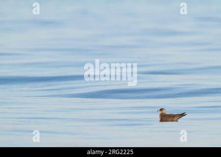 Kleinste Jager, Long-tailed Jaeger, Stercorarius longicaudus, Germania, 1cy Foto Stock