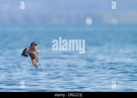 Kleinste Jager, Long-tailed Jaeger, Stercorarius longicaudus, Germania, 1cy Foto Stock