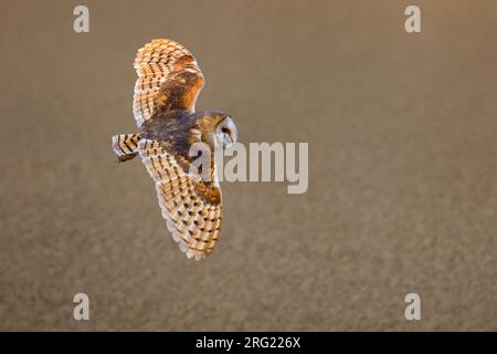 Barn Owl, Tyto alba, in volo in Italia. Foto Stock