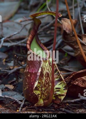 Raffles Pitcher Plant (Nepenthes rafflesiana). Si tratta di una specie diffusa in alcune zone della Malesia e dell'Indonesia Foto Stock