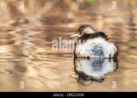 Little Grebe (Tachybaptus ruficollis) svernando nel lago di Katwijk nei Paesi Bassi. Foto Stock