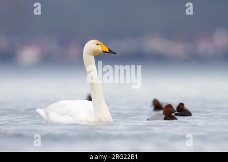 Whooper Swan - Singschwan - Cygnus cygnus, Svizzera, per adulti Foto Stock