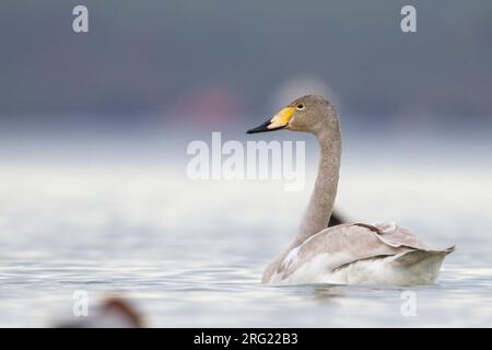 Whooper Swan - Singschwan - Cygnus cygnus, Svizzera, 2° cy Foto Stock