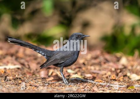 Probabilmente prima donna invernale Black Bush Robin (Cercotrichas podobe) seduto sul terreno a Lahami Bay Resort, Berenice, Egitto. Foto Stock