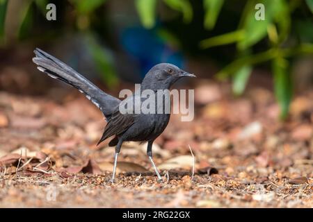 Probabilmente prima donna invernale Black Bush Robin (Cercotrichas podobe) seduto sul terreno a Lahami Bay Resort, Berenice, Egitto. Foto Stock