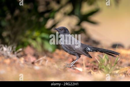 Probabilmente prima donna invernale Black Bush Robin (Cercotrichas podobe) seduto sul terreno a Lahami Bay Resort, Berenice, Egitto. Foto Stock